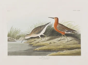 Illustration de 