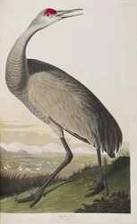 Illustration de 