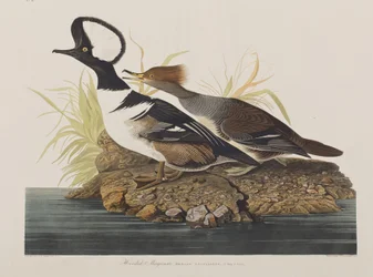 Illustration de 