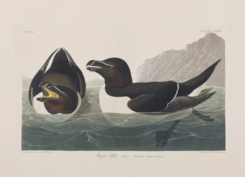Illustration de 