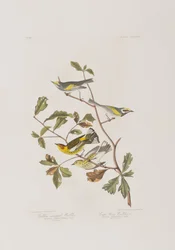 Illustration de 