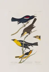 Illustration de 