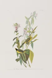 Illustration de 
