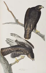 Illustration de 