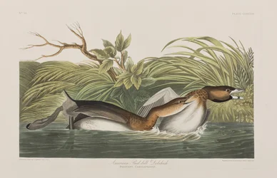 Illustration de 