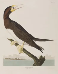 Illustration de 