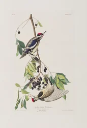 Illustration de 