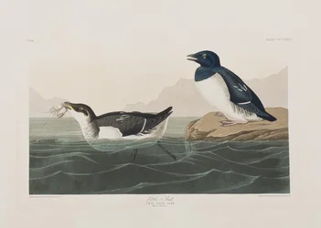 Illustration de 