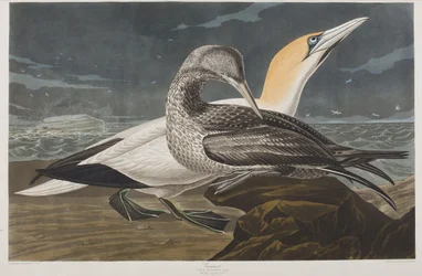 Illustration de 