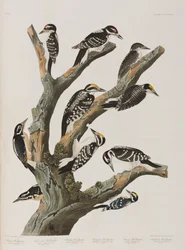 Illustration de 