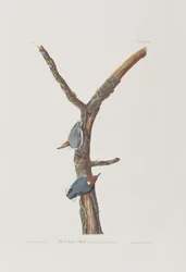 Illustration de 