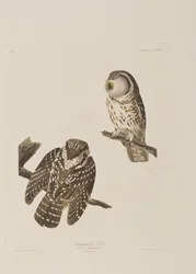 Illustration de 
