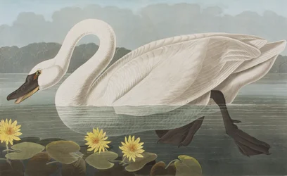 Illustration de 
