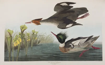 Illustration de 
