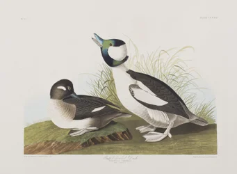 Illustration de 