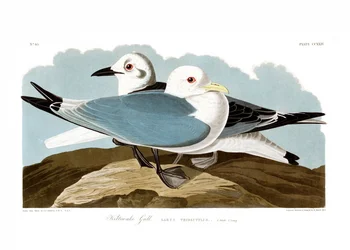 Mouette tridactyle