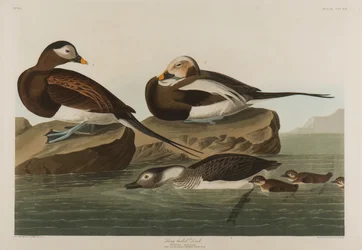 Harelde boréale, 1836