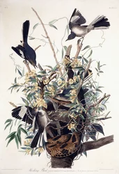 Moqueur polyglotte (Turdus Polyglottus)