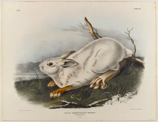 Lièvre du Nord (pelage d