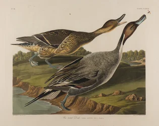 Canard à queue pointue, 1834