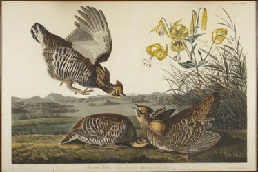 Tétras des prairies
