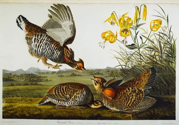 Gélinotte huppée. Grand Tétras des Prairies