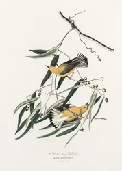 Paruline à tête orange, tirée de *Birds of America* (1827)