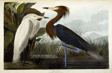 Héron pourpré, vers 1835