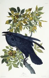 Corbeau