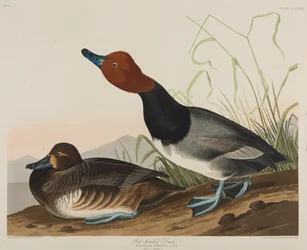 Canard à tête rouge, 1836