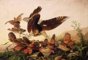 Faucon à Épaules Rouges Attaquant des Perdrix de Virginie, 1827