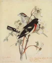 Cardinal à poitrine rose, 1938