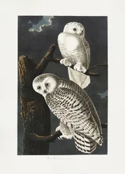 Chouette des neiges, tirée de *Birds of America* (1827)