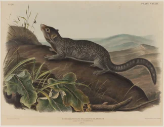 Spermophilus Macrourus (écureuil à longue queue)