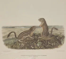 Spermophilus Tridecemlineatus (Deux écureuils léopards)