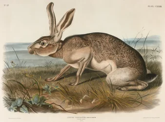 Lièvre texan (Lepus Texianus)