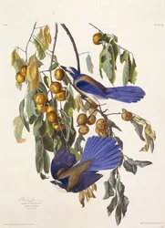 Le geai des broussailles de Floride. De Les Oiseaux d