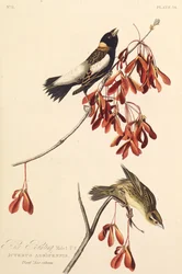 Le Ricebird. De Les Oiseaux d