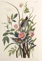 Le Pinson de mer. De Les Oiseaux d
