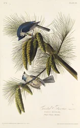 La mésange à huppe noire. Tiré de Les Oiseaux d