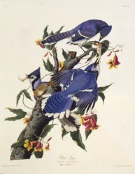 Le geai bleu. De Les Oiseaux d