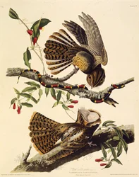 Le chuck-wills-widow. De Les Oiseaux d