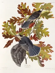 Le geai gris. De Les Oiseaux d