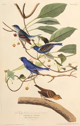 Les oiseaux indigo. De Les Oiseaux d