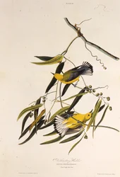 Le paruline orangée. De Les Oiseaux d