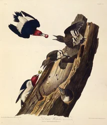 Le pic à tête rouge. De Les Oiseaux d