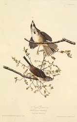 Le moineau chanteur. De Les Oiseaux d