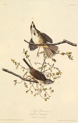 Le bruant chanteur. De Les Oiseaux d