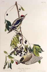 Le pic maculé. De Les Oiseaux d