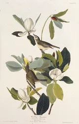 Gobemouche chanteur. De Les Oiseaux d